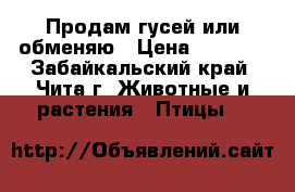 Продам гусей или обменяю › Цена ­ 1 500 - Забайкальский край, Чита г. Животные и растения » Птицы   